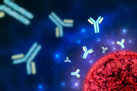 Antibody Production Explained: Methods, Technologies & Biopharmaceutical Applications